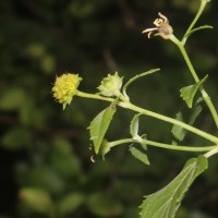 Wollastonia biflora (L.) DC.